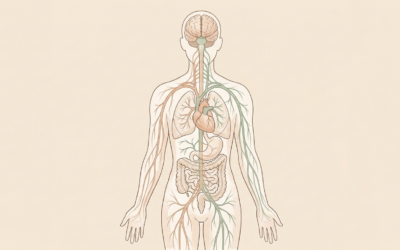 Sympathique vs parasympathique : l&rsquo;ostéopathie remet votre corps en équilibre