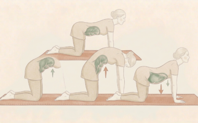 Muscle transverse : renforcez votre sangle abdominale profonde avec cet exercice recommandé par votre ostéopathe