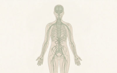 Stress chronique, cœur qui s’emballe, digestion perturbée : et si c&rsquo;était votre système nerveux ?